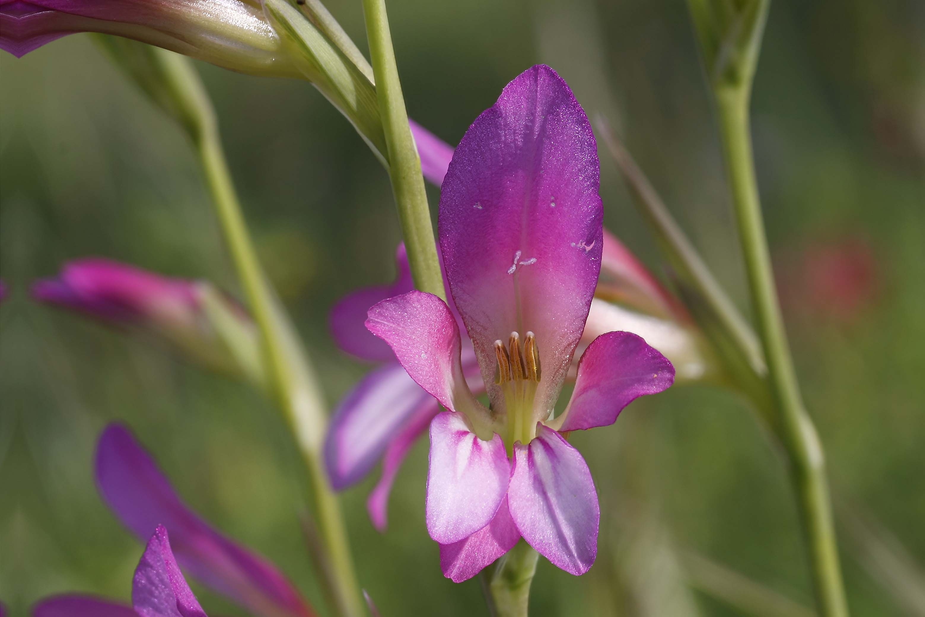 Grazie Focus stacking